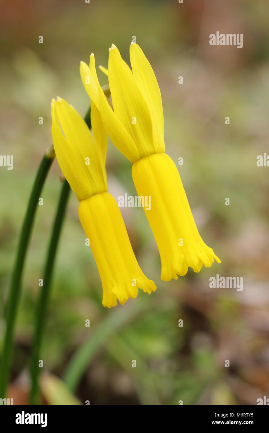 Narcissus cyclamineus o Ciclamino a fiore daffodil, in fiore a fine inverno/inizi primavera, REGNO UNITO Foto Stock