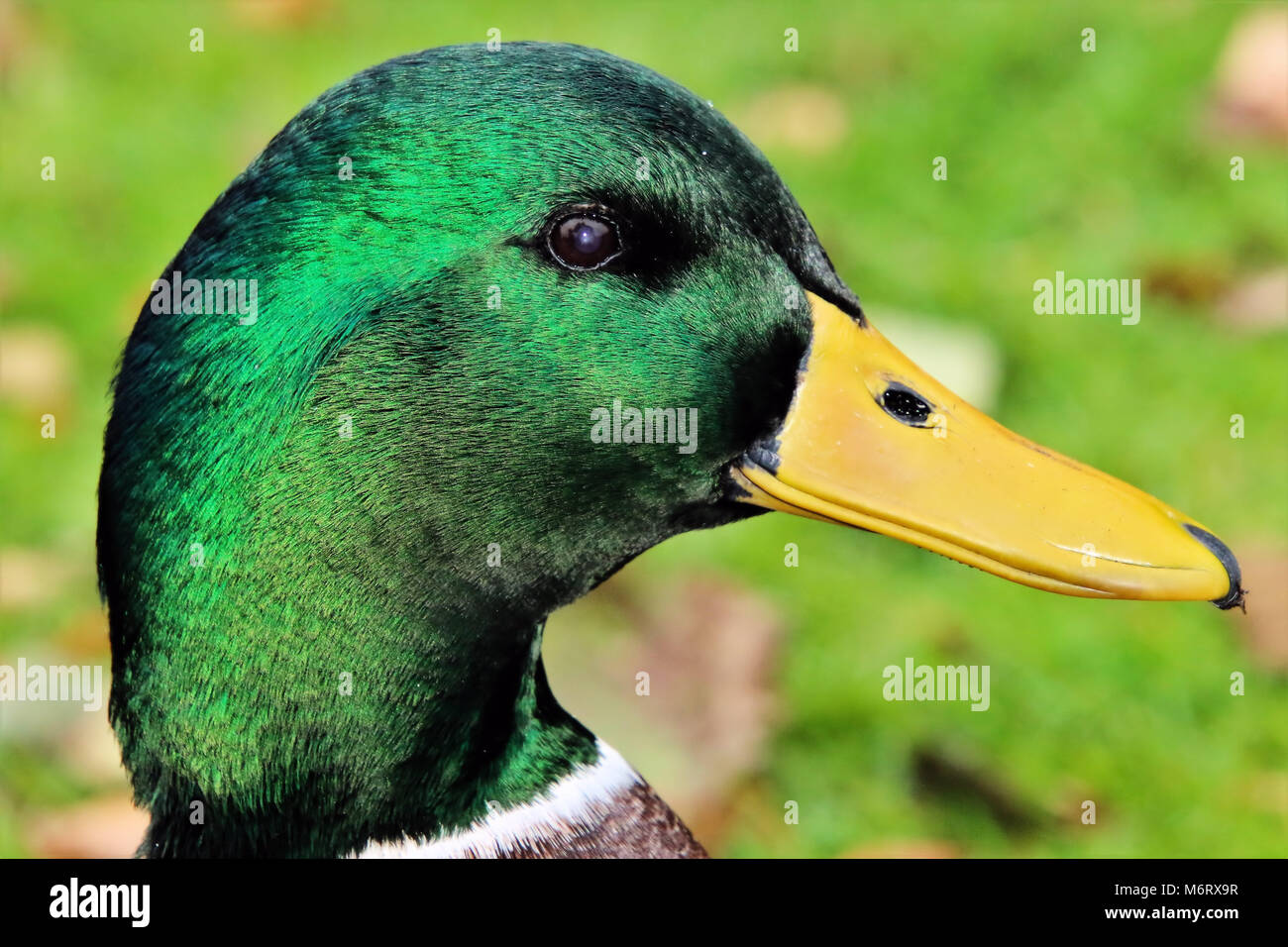 La testa di un Germano Reale Foto Stock