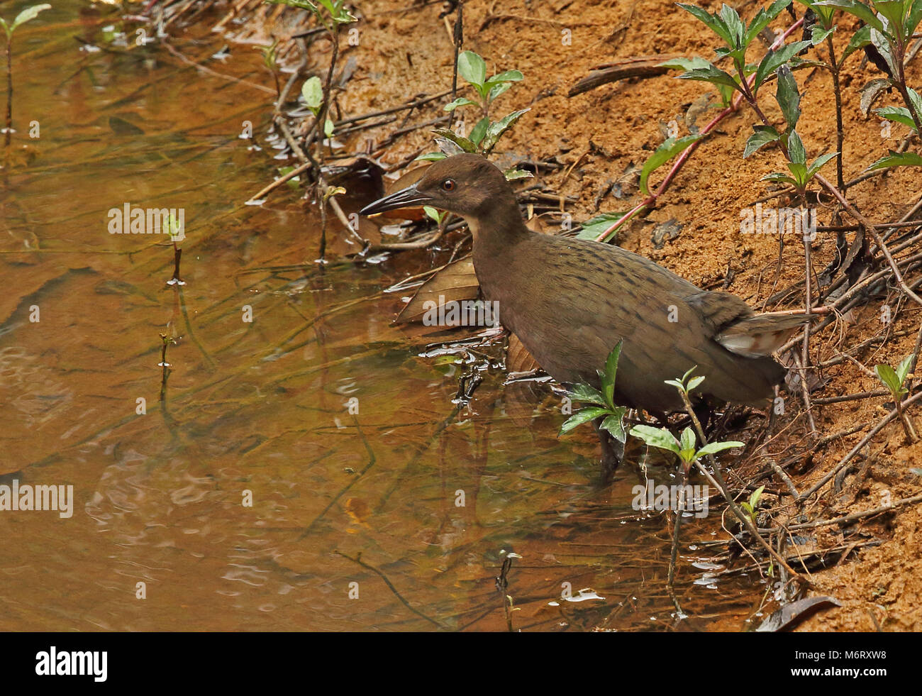 Bianco-throated rampa (Dryolimnas cuvieri cuvieri) immaturi a Waters Edge, endemica malgascia Perinet, Madagascar Ottobre Foto Stock