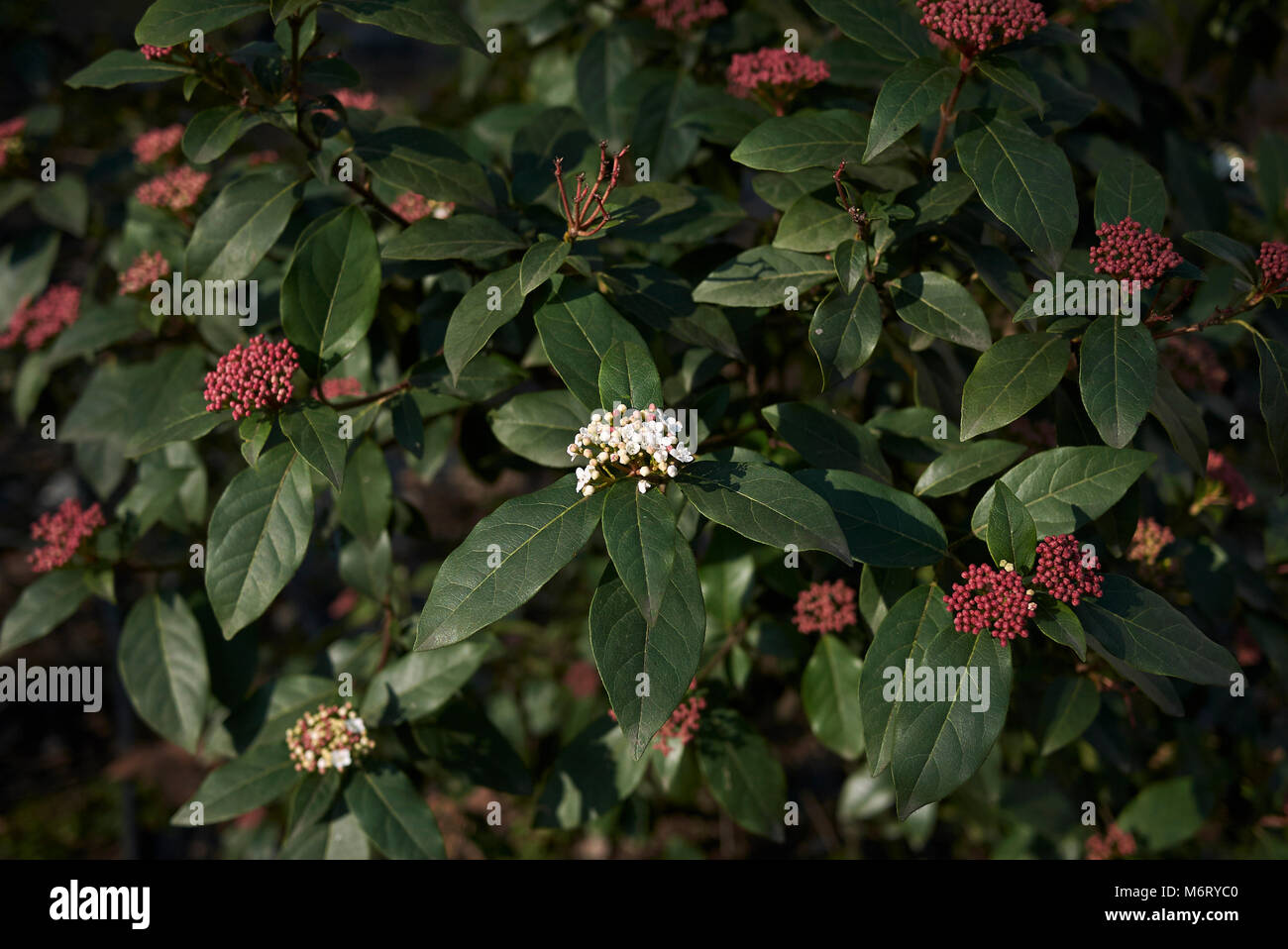 Viburnum tinus Foto Stock