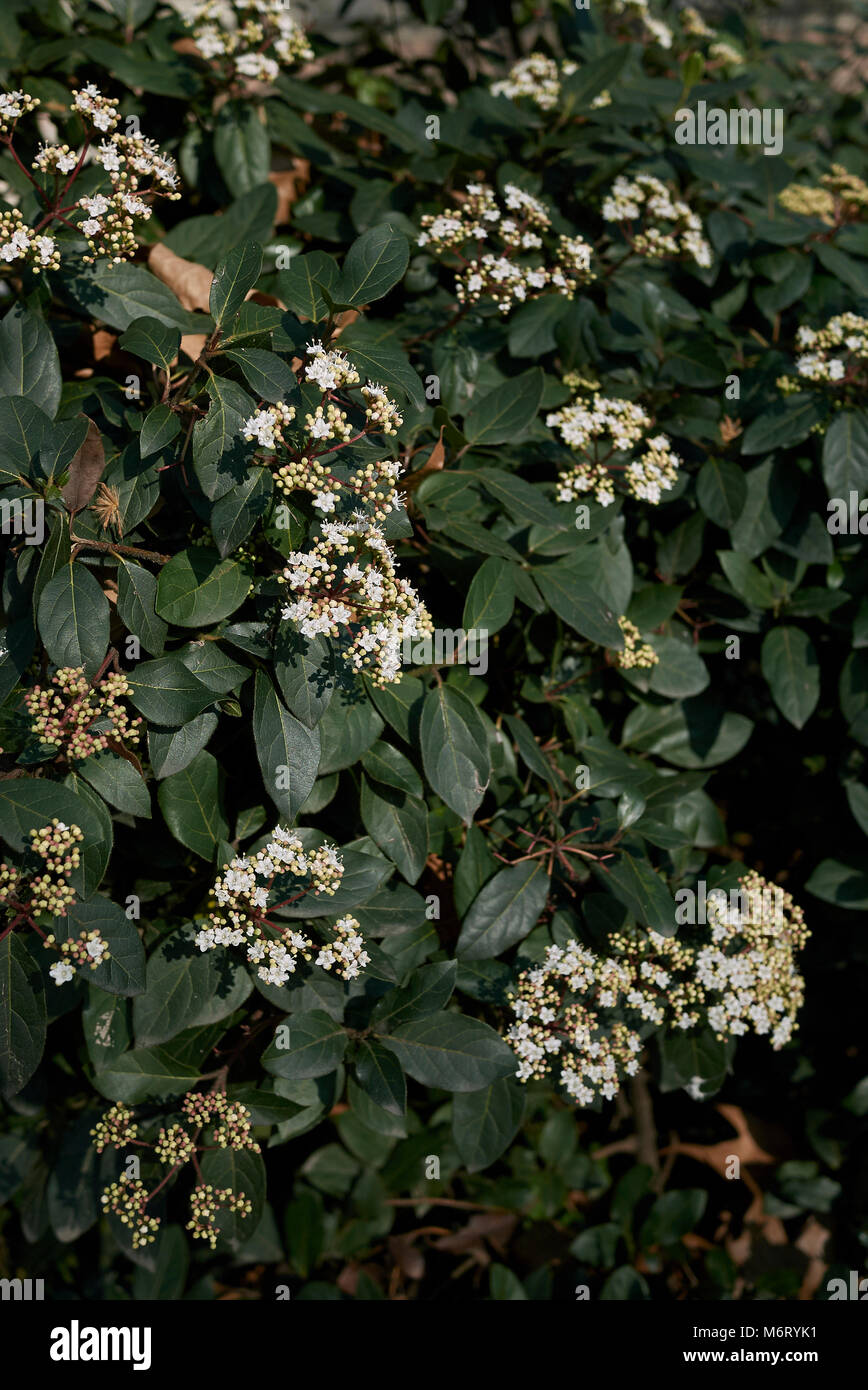 Viburnum tinus Foto Stock