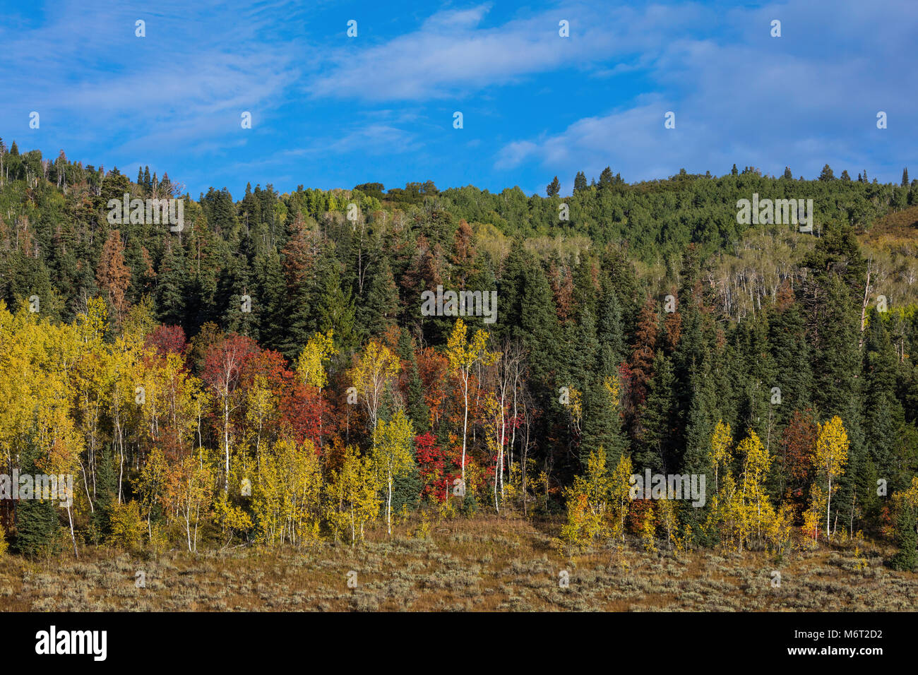 I colori dell'autunno, Loop alpini, montagne Wasatch, Utah Foto Stock