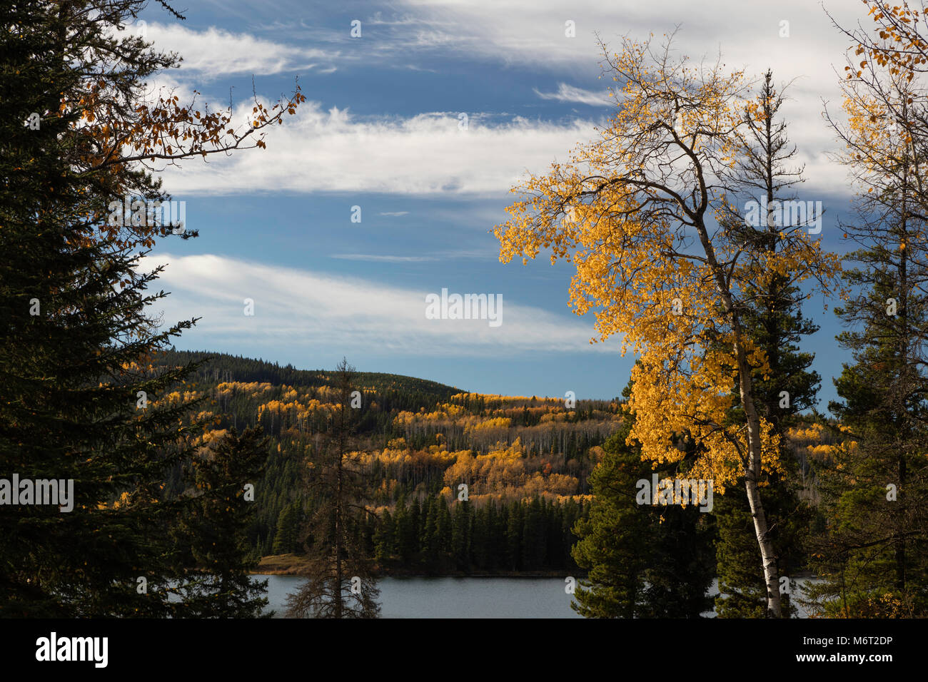 Aspen alberi in autunno, William A. Svizz Parco Provinciale, Alberta, Canada Foto Stock