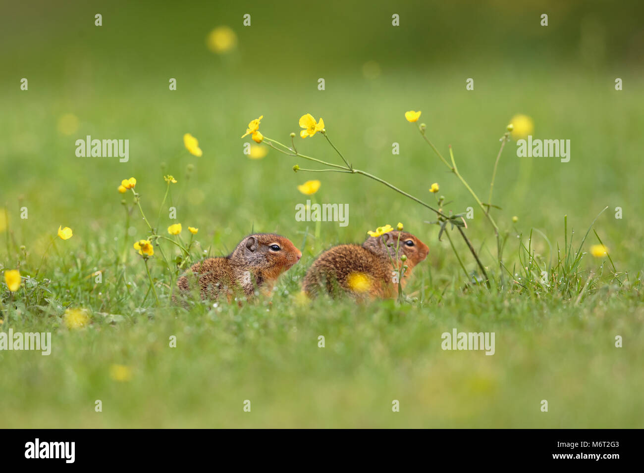 Gli scoiattoli di terra nella coperta di rugiada erba in Mout Robson Park Foto Stock