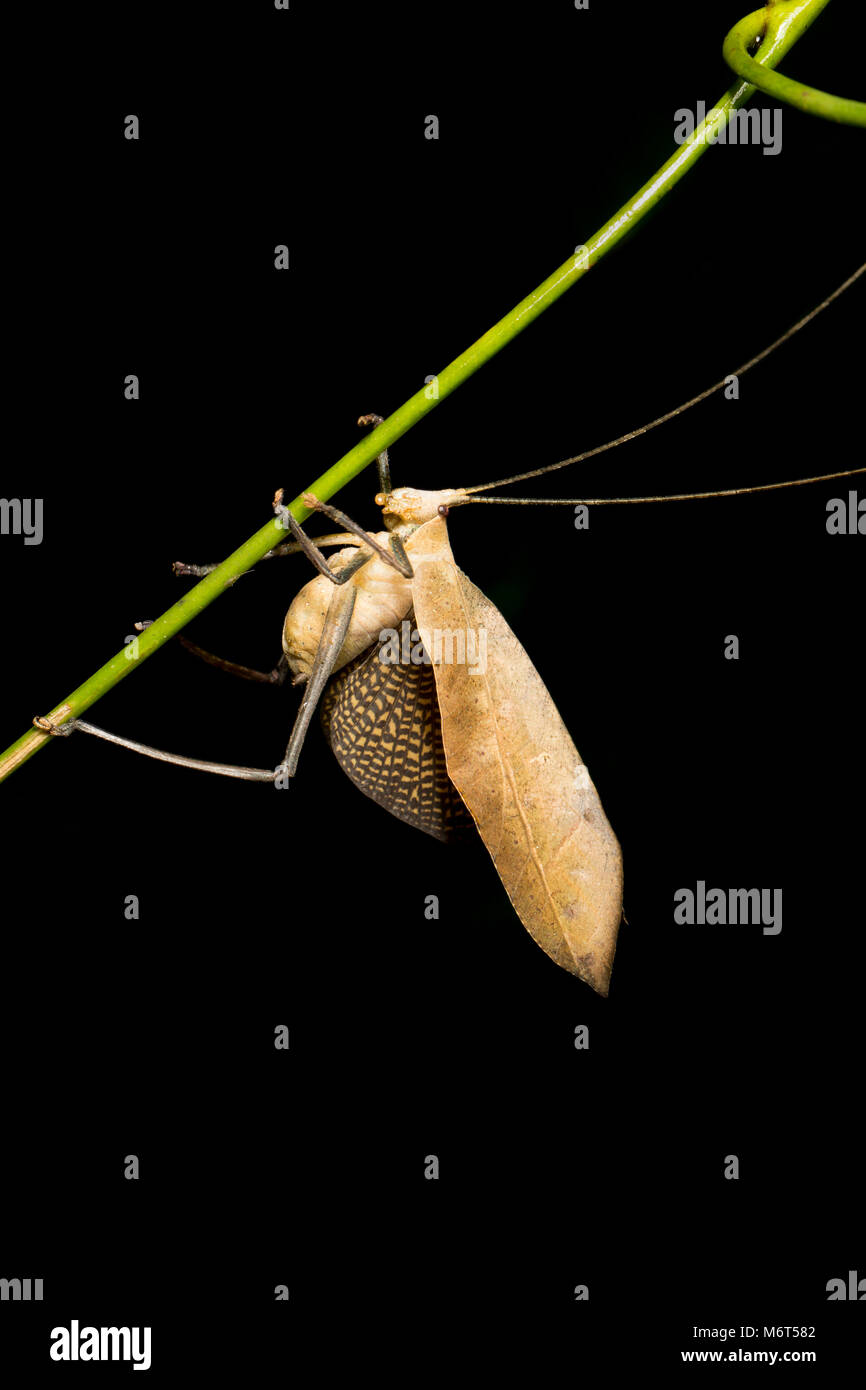 Bush o di cricket katydid fotografati nella giungla di notte. Bakhuis, Suriname, Sud America Foto Stock