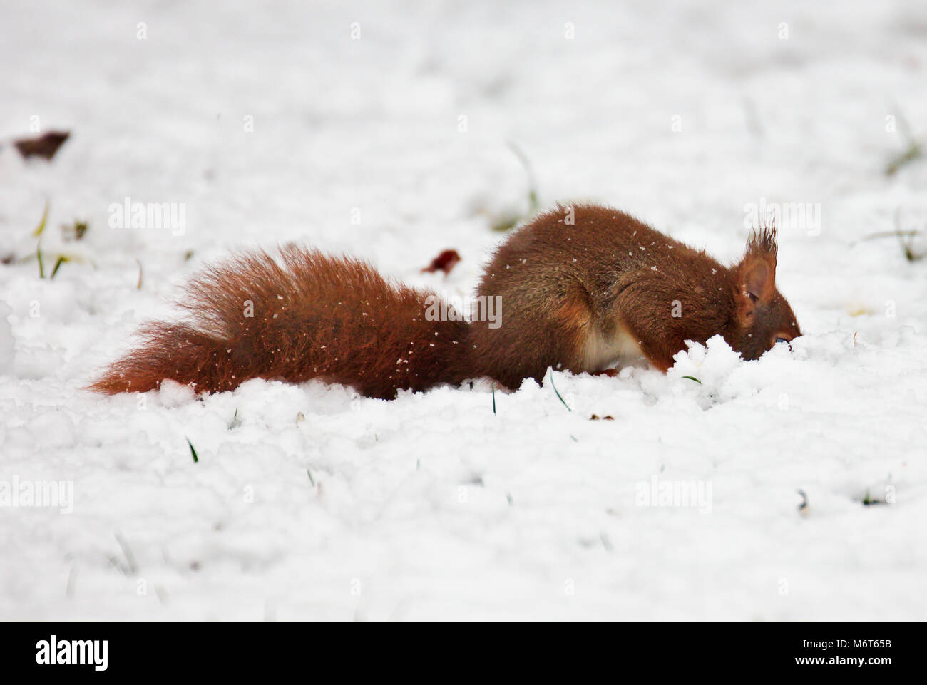 Eurasian red scoiattolo (Sciurus vulgaris) nella neve Foto Stock