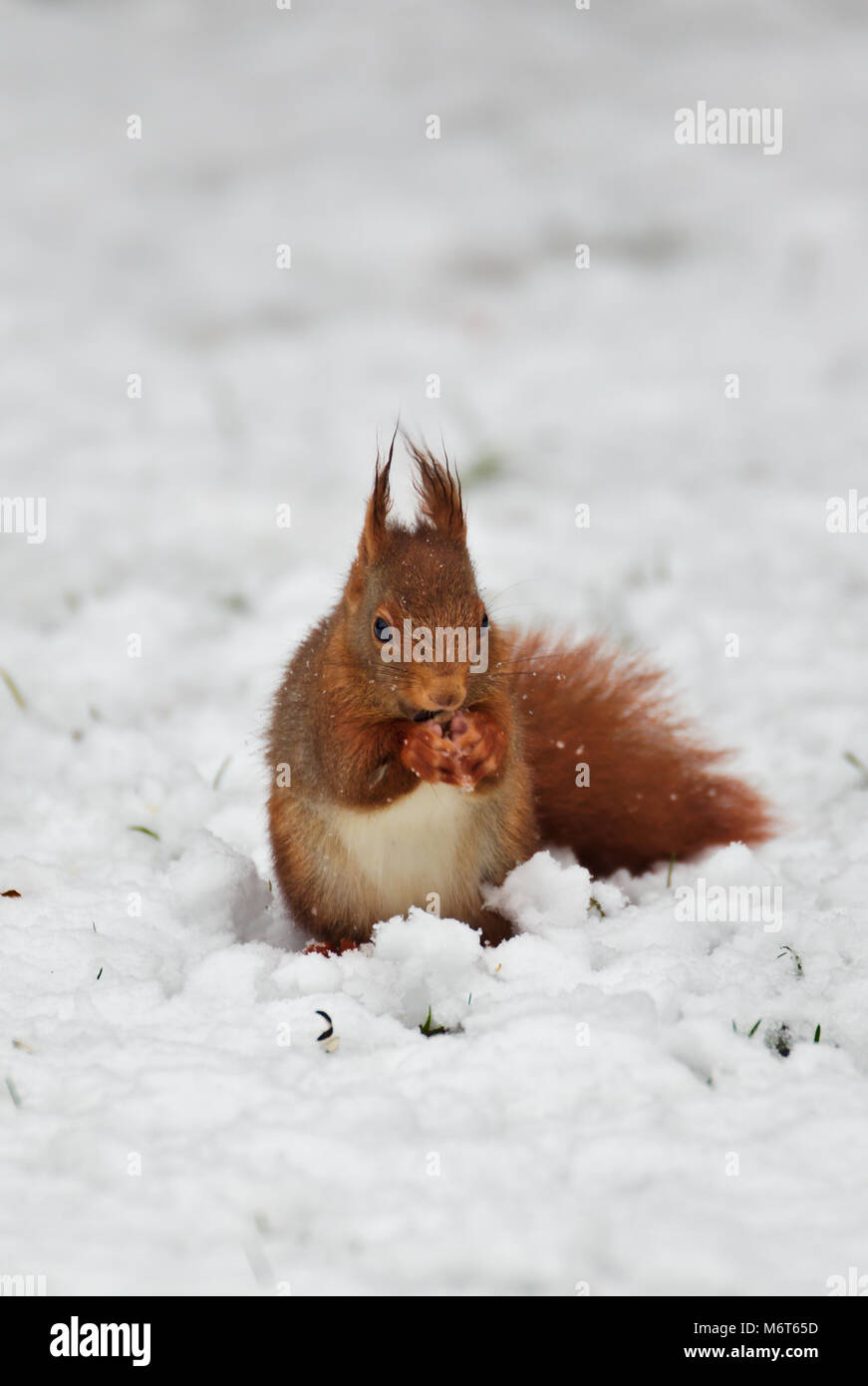 Eurasian red scoiattolo (Sciurus vulgaris) nella neve Foto Stock