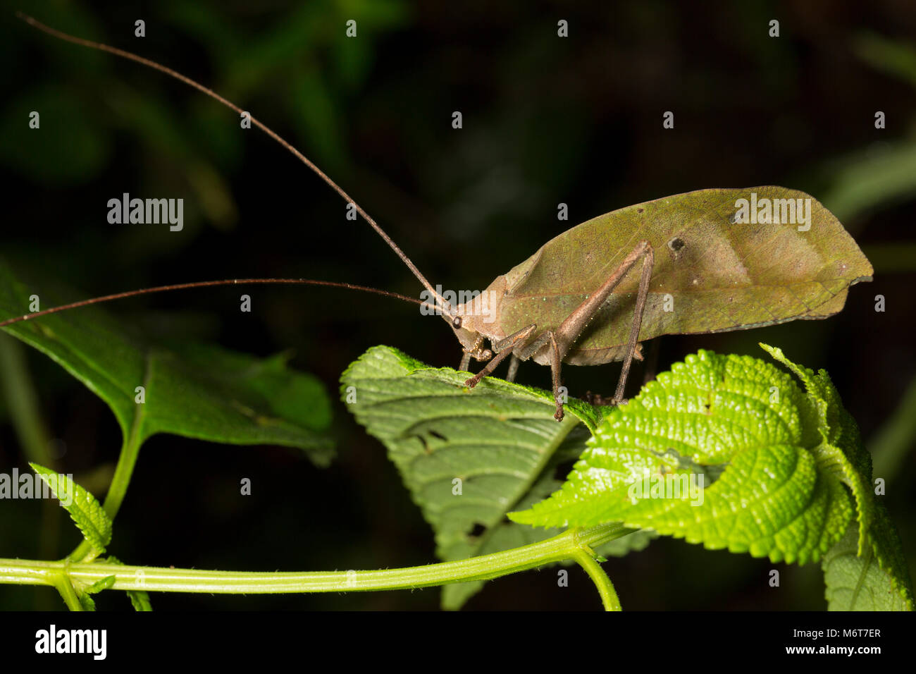 Bush o di cricket katydid, Bakhuis, fotografato di notte nella giungla. Il Suriname, Sud America Foto Stock