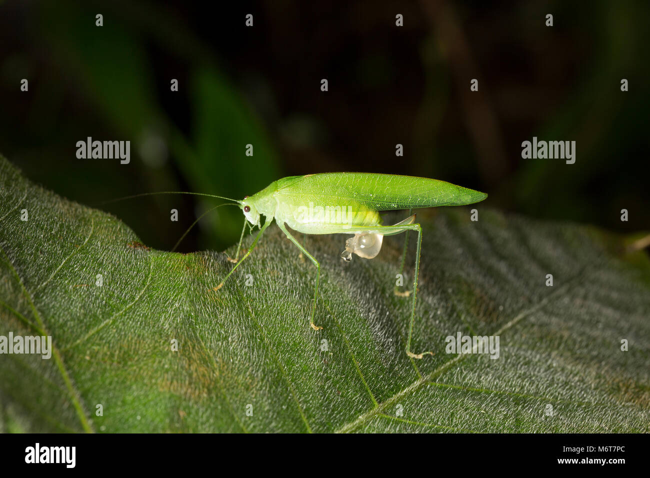 Bush o di cricket katydid, fotografato nella giungla vicino Bakhuis, Suriname, Sud America Foto Stock