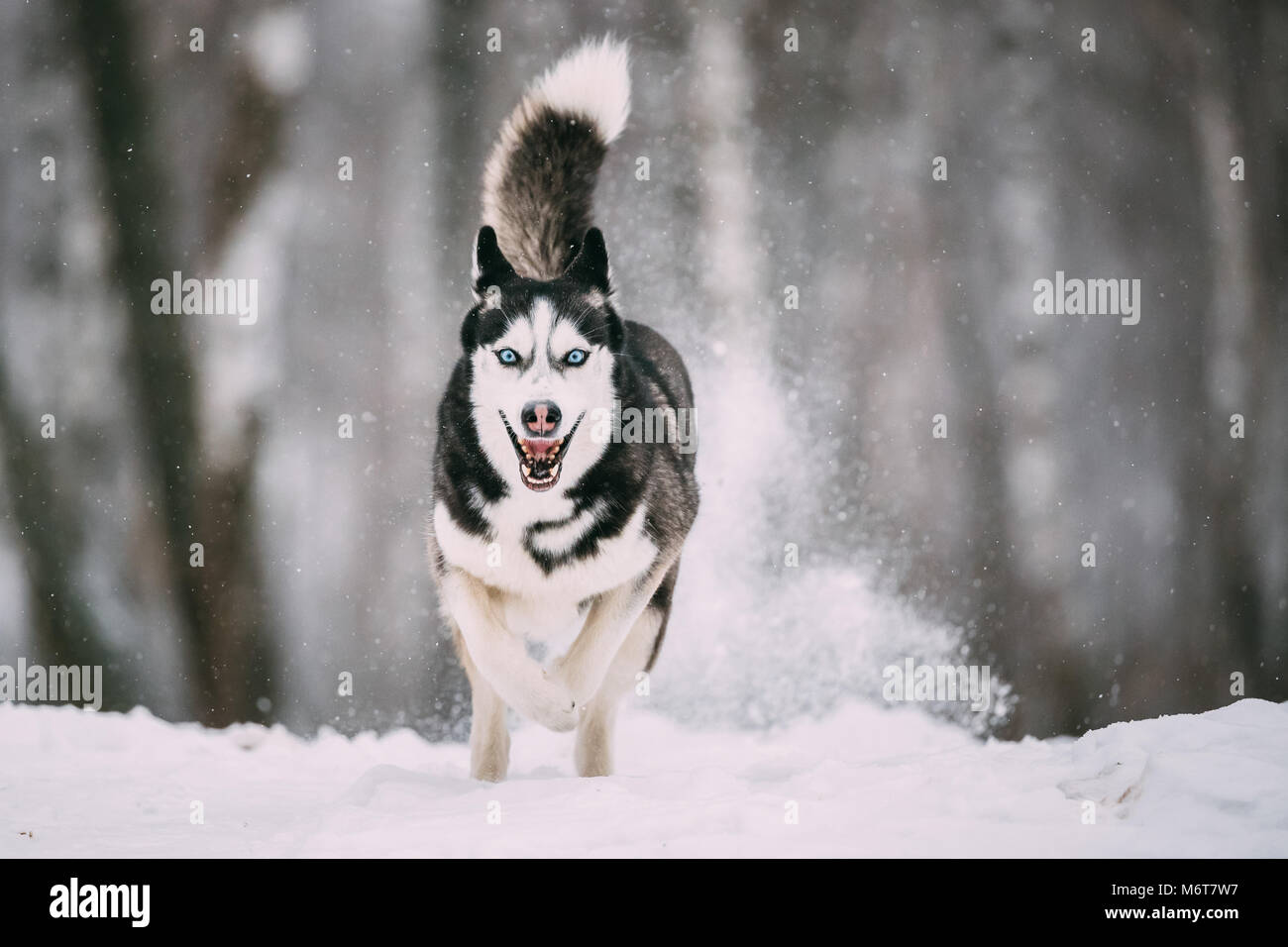 Siberian Husky cane che corre all'aperto nel campo nevoso al giorno d'inverno. Cane sorridente. Foto Stock