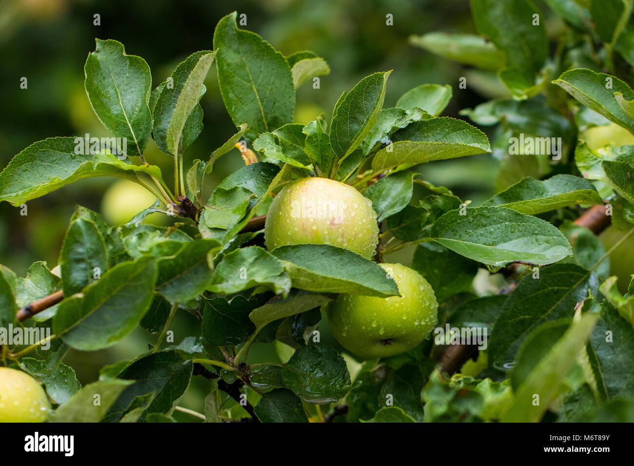 Mele Verdi nel giardino dopo la pioggia. Foto Stock