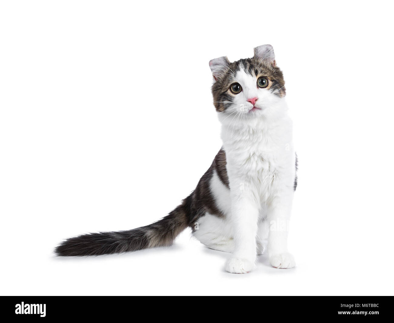 Black tabby con bianco American Curl cat / gattino in piedi di fronte alla macchina fotografica cercando curioso isolati su sfondo bianco. Foto Stock