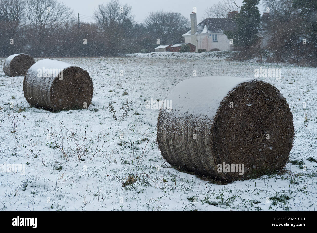 Neve sulle balle di fieno. Foto Stock