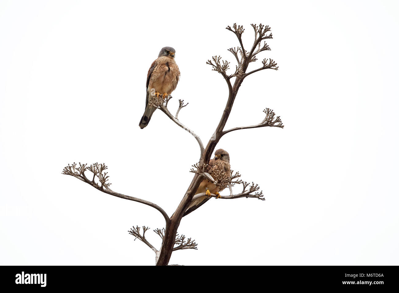 Comune di gheppio (Falco tinnunculus dacotiae) Foto Stock