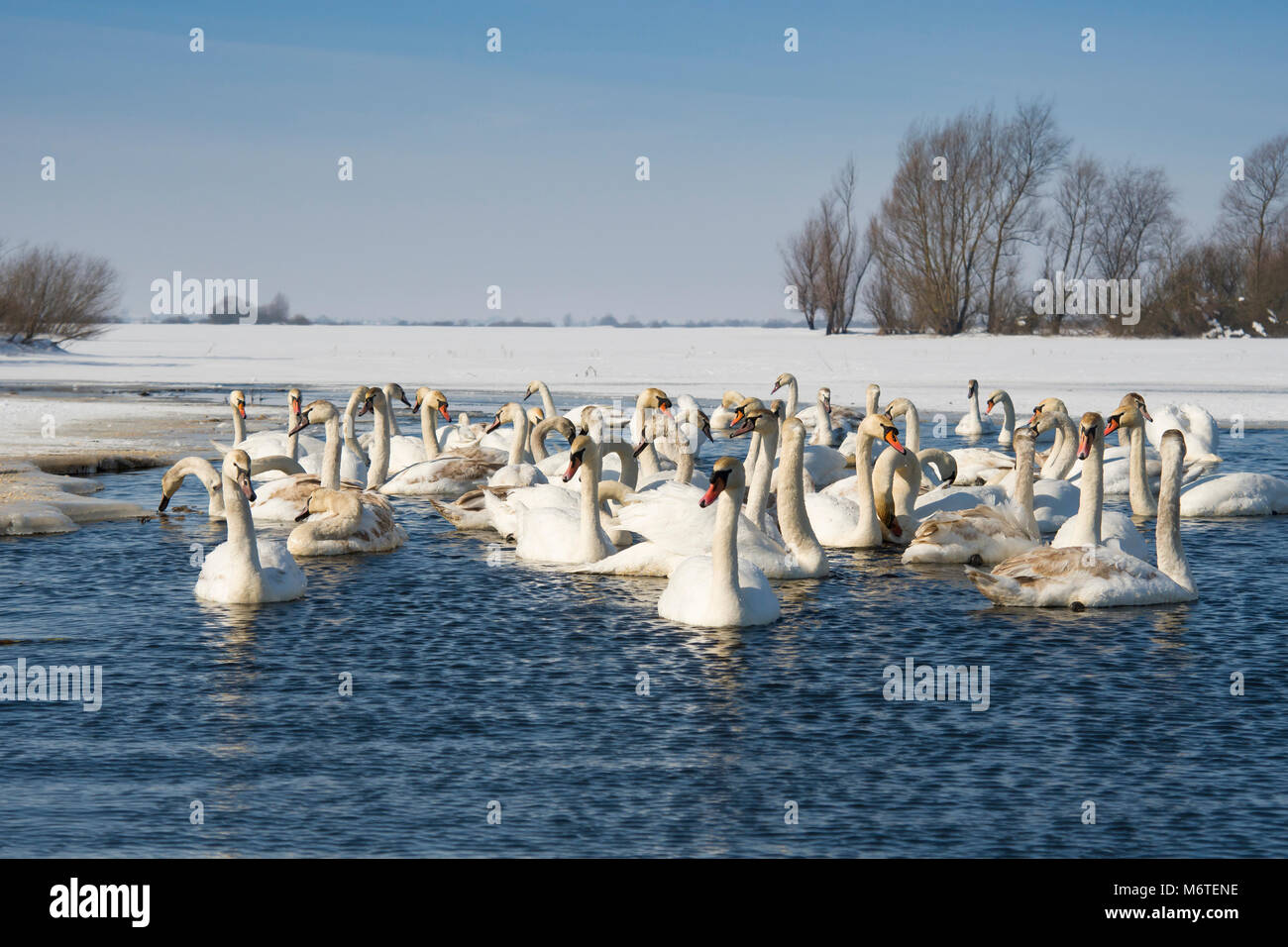 Cigni in appoggio su un frammento di un fiume scongelare circondato dalla neve e dal ghiaccio in un paesaggio invernale Foto Stock