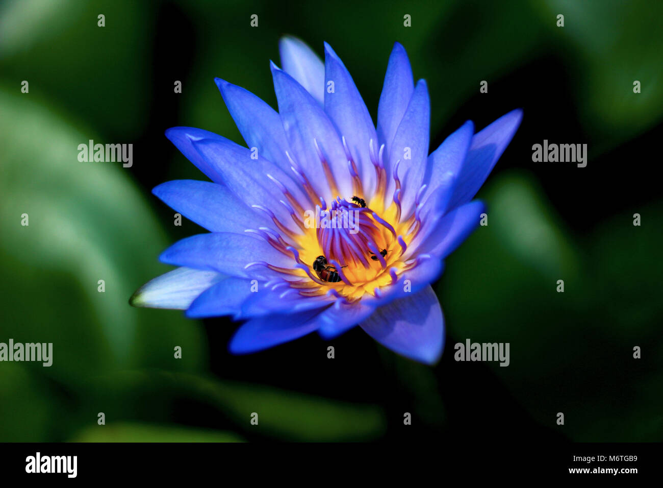 Blue Lotus Flower Foto Stock