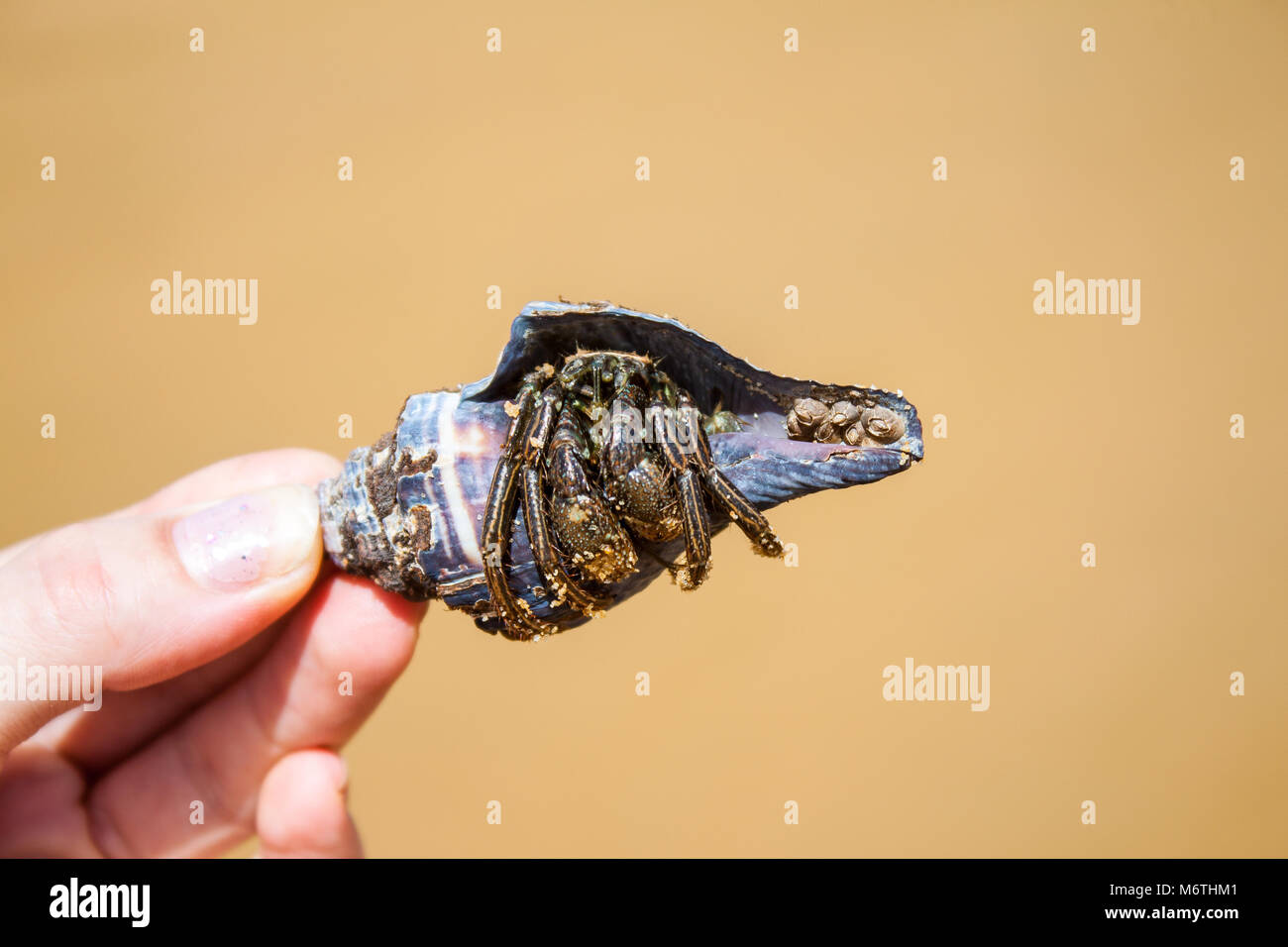 Una persona in possesso di un marrone granchio eremita in una conchiglia blu Foto Stock