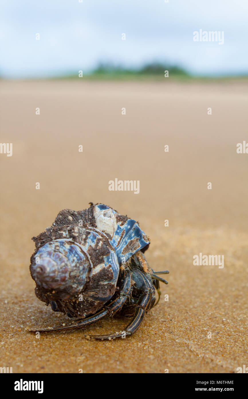 Foto di un marrone granchio eremita in una conchiglia blu Foto Stock