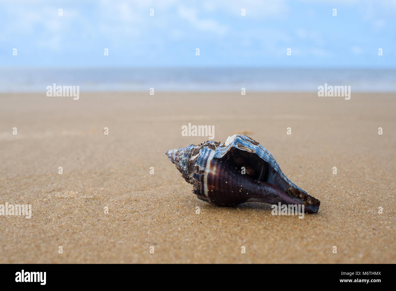 Foto di un marrone granchio eremita in una conchiglia blu Foto Stock