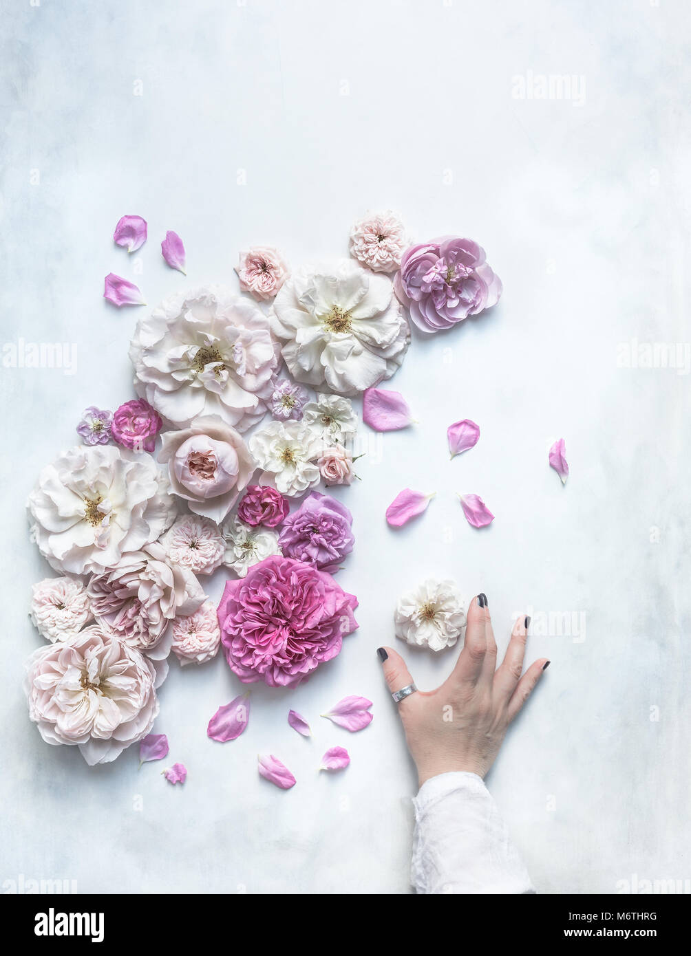 David Austin roses in sfumature di rosa su un bianco e grigio fondale dipinto, vista da sopra, con mano femminile di toccare una rosa Foto Stock