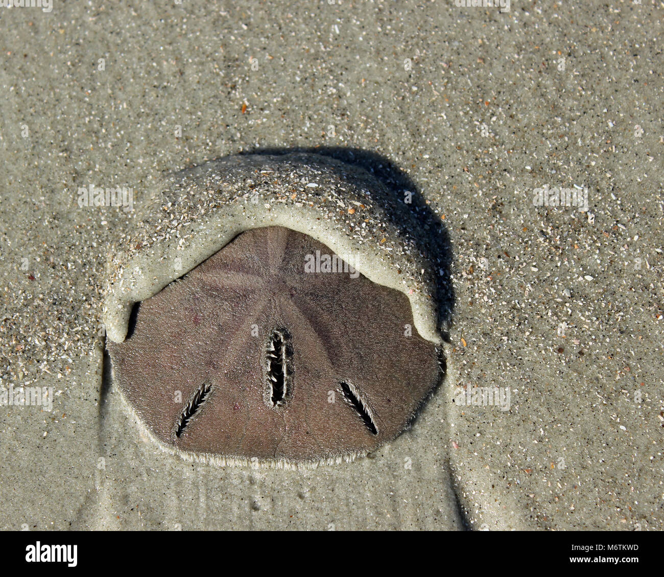 Sand Dollar sull isola Tibee Georgia Beach Foto Stock