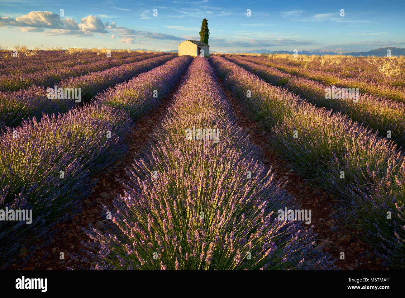 Campi di lavanda di Valensole con cipresso e casa in estate al tramonto. Alpes de Haute Provence, regione PACA, Francia Foto Stock