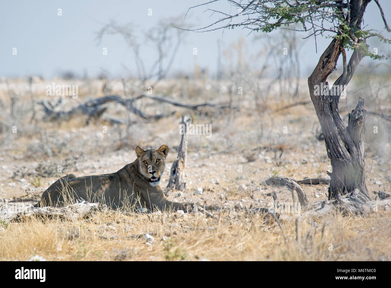 La fauna selvatica nel parco nazionale Etosha Namibia Africa Lion Foto Stock