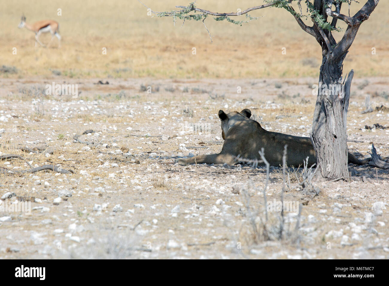 La fauna selvatica nel parco nazionale Etosha Namibia Africa Lion Foto Stock