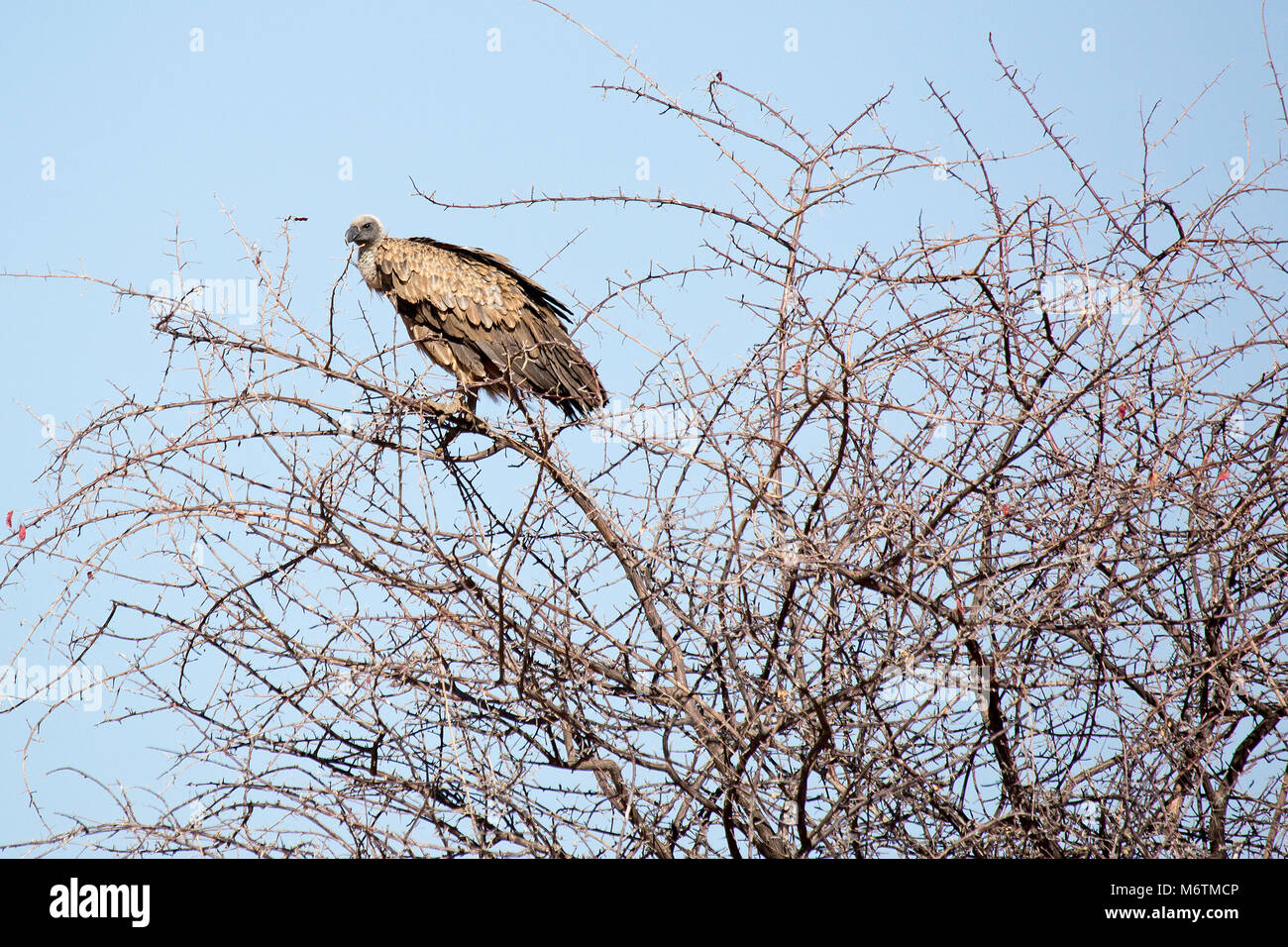 La fauna selvatica nel parco nazionale Etosha Namibia Africa, Cape vulture Foto Stock