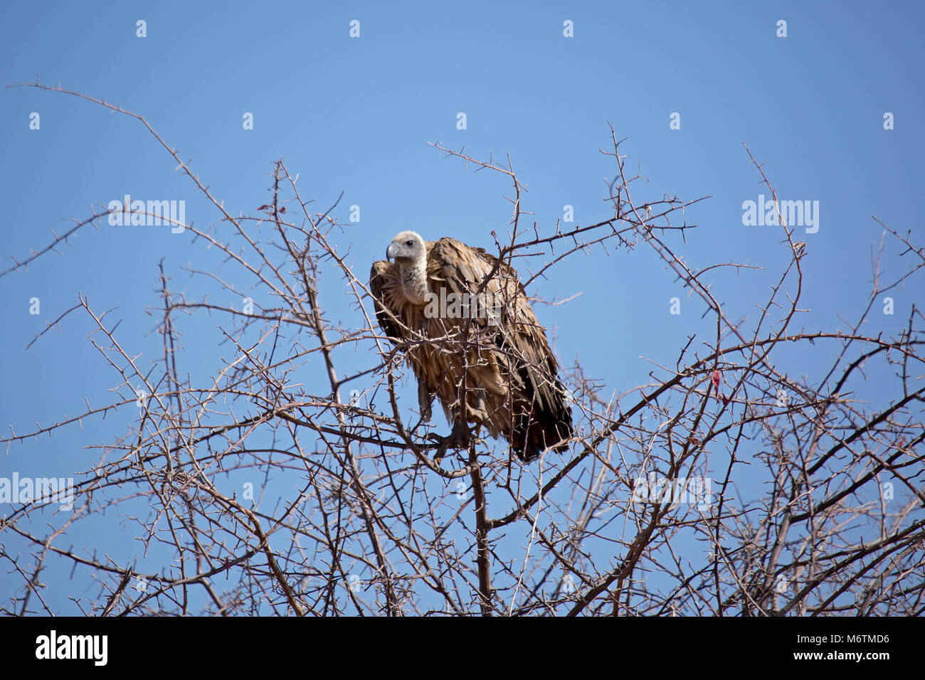 La fauna selvatica nel parco nazionale Etosha Namibia Africa, Cape vulture Foto Stock