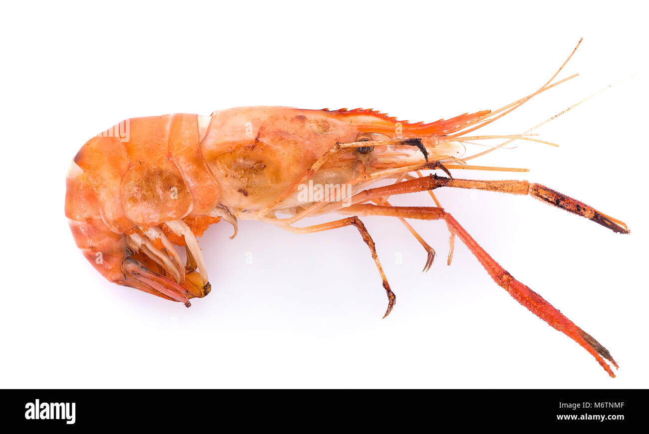 Grigliata di gamberi di fiume isolati su sfondo bianco, gamberi Foto Stock