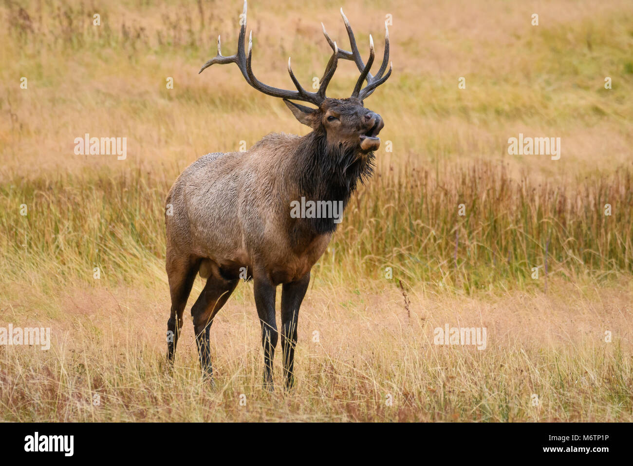 Bugling bull elk durante l'autunno rut; il Parco Nazionale di Yellowstone, Wyoming negli Stati Uniti. Foto Stock