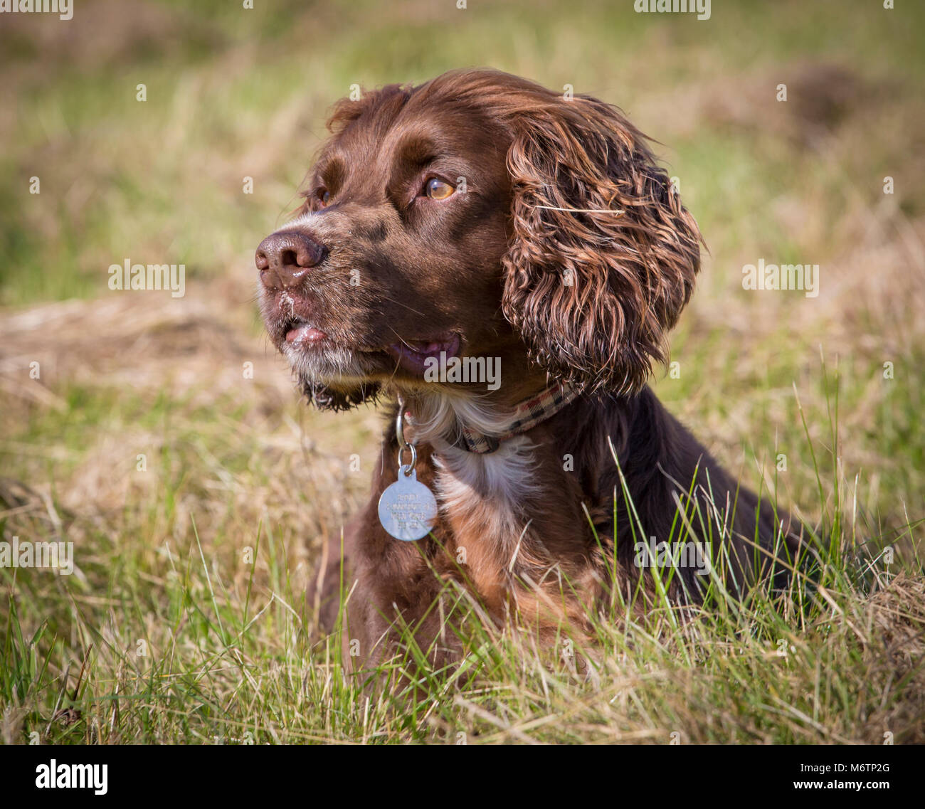 Colpo di testa di un pedigree lavorando Cocker Spaniel godendo di una passeggiata su un campo in una giornata di sole si rompe per un riposo in erba Foto Stock