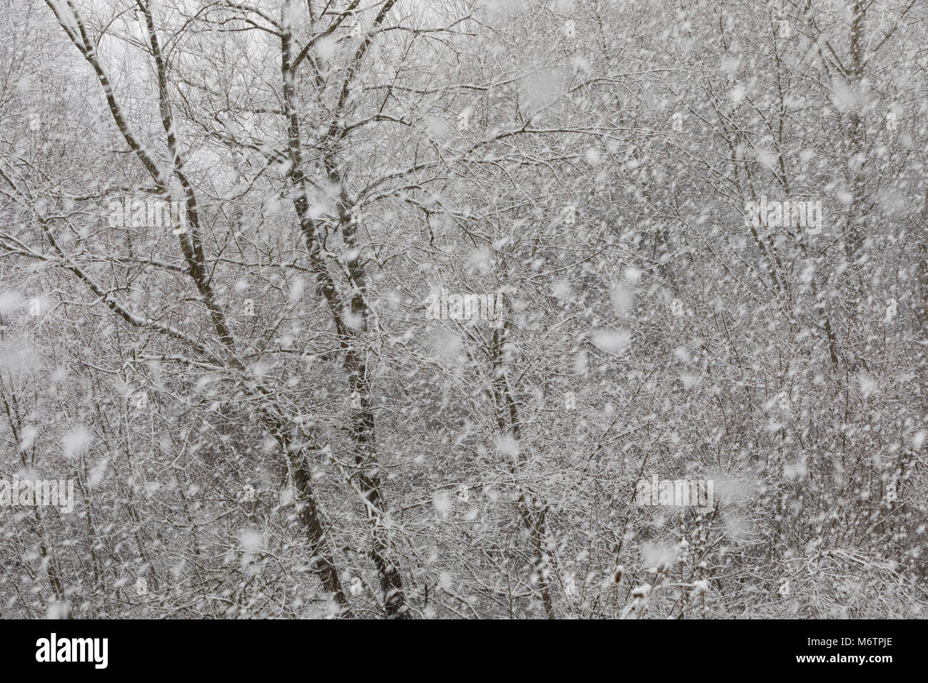 Schneefall, Schneeschauer, Schneegestöber, inverno, Schnee, Winterlandschaft, Winterstimmung, winterlich, eisig, kalt, neve Foto Stock