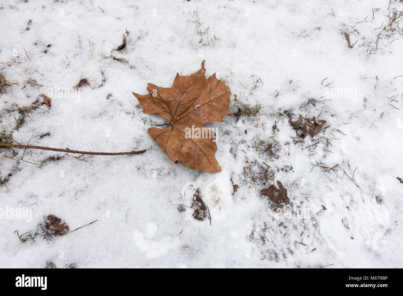Leaf giacente sul terreno nevoso Foto Stock