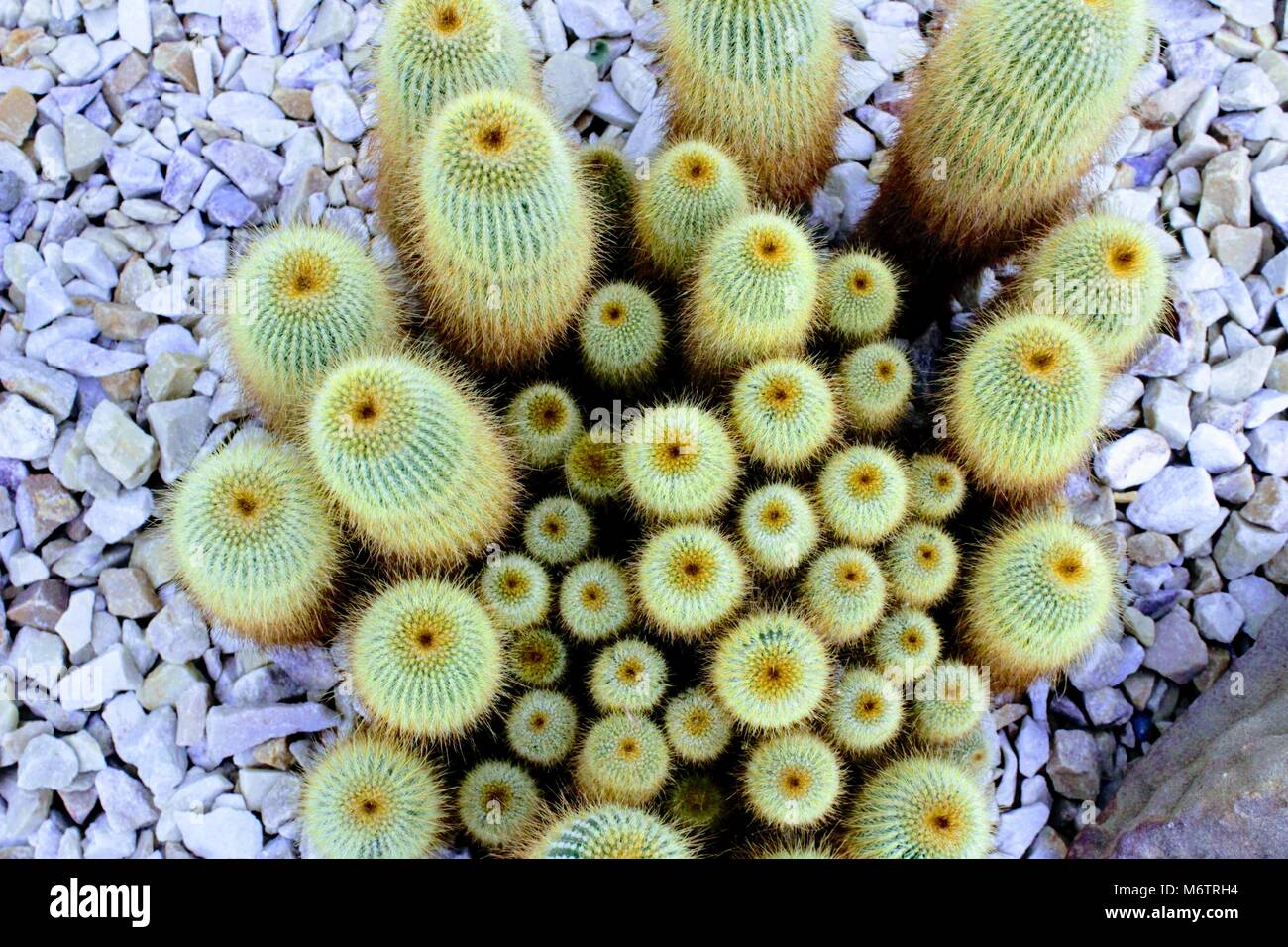 Cactus Cluster Foto Stock
