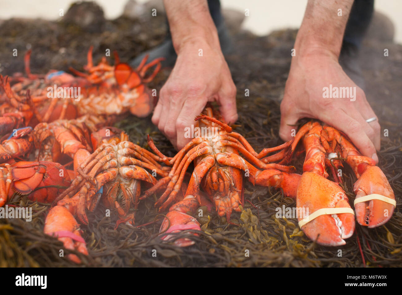 Uno chef che rimuove le aragoste da un letto di alghe dopo che essi sono stati cotti in un tradizionale New England astice e vongole cuocere sulla spiaggia di Cape Cod Foto Stock