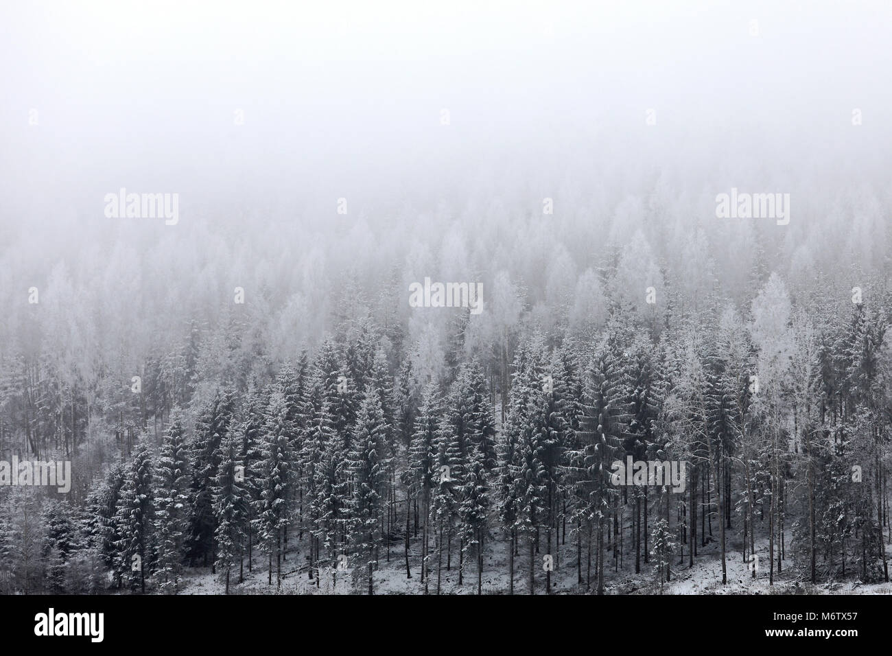 Paesaggio con nebbia su boschi innevati in inverno. Foto Stock