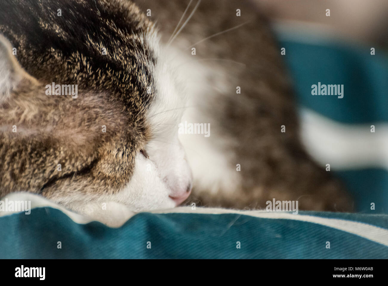Muggi - profilo laterale di un simpatico, avvolto a ricciolo gatto che assomiglia un po' Angelo. (Germania) Foto Stock