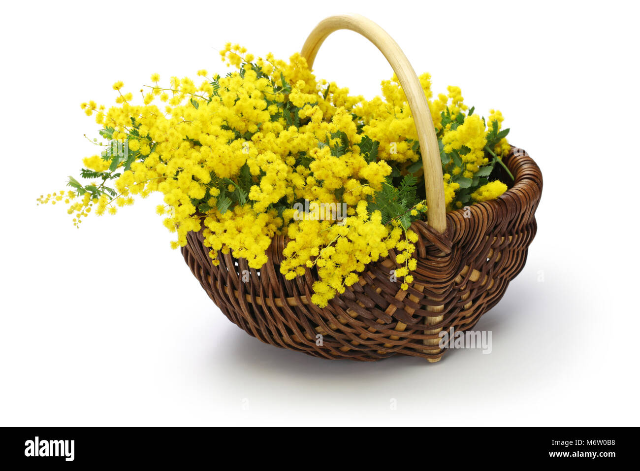 La mimosa nel cestello isolato su sfondo bianco Foto Stock
