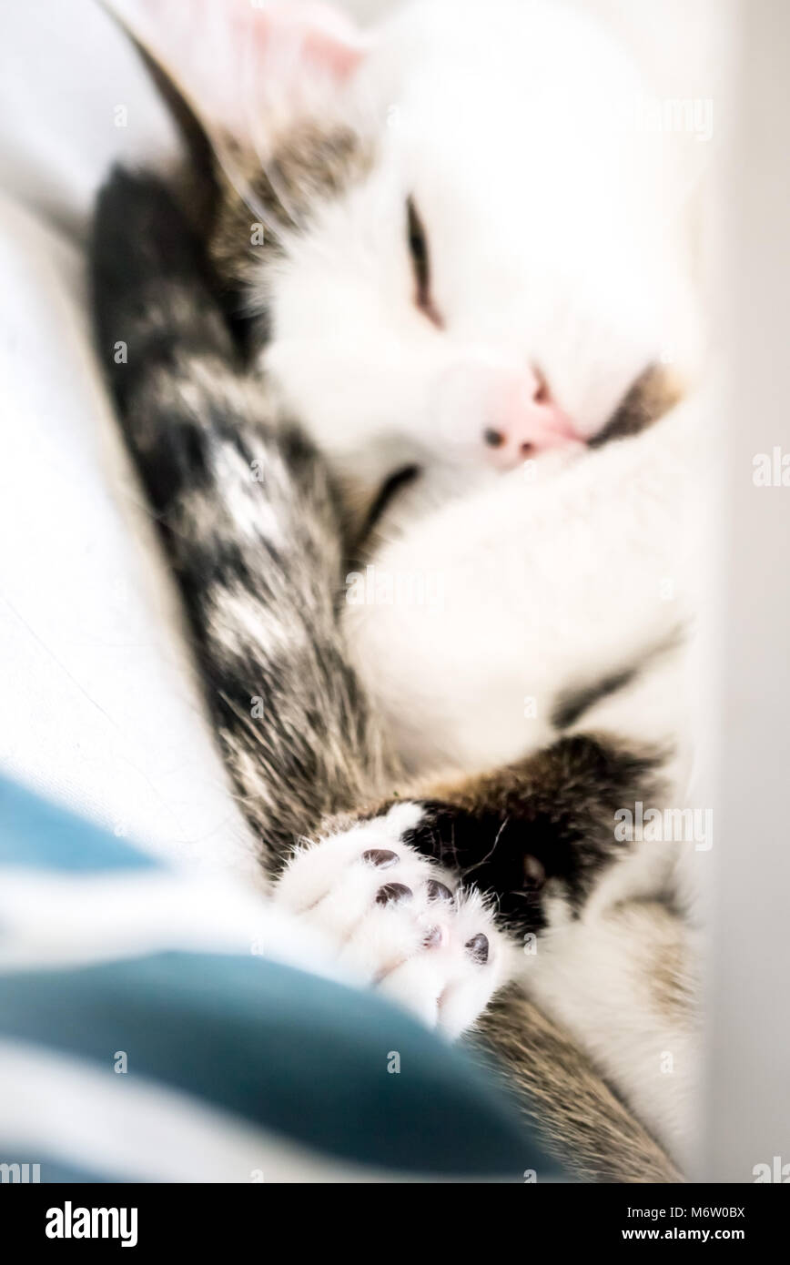 Muggi - molto carino, avvolto a ricciolo cat mostrando la sua zampa. Sembra un po' Angelo. (Germania) Foto Stock
