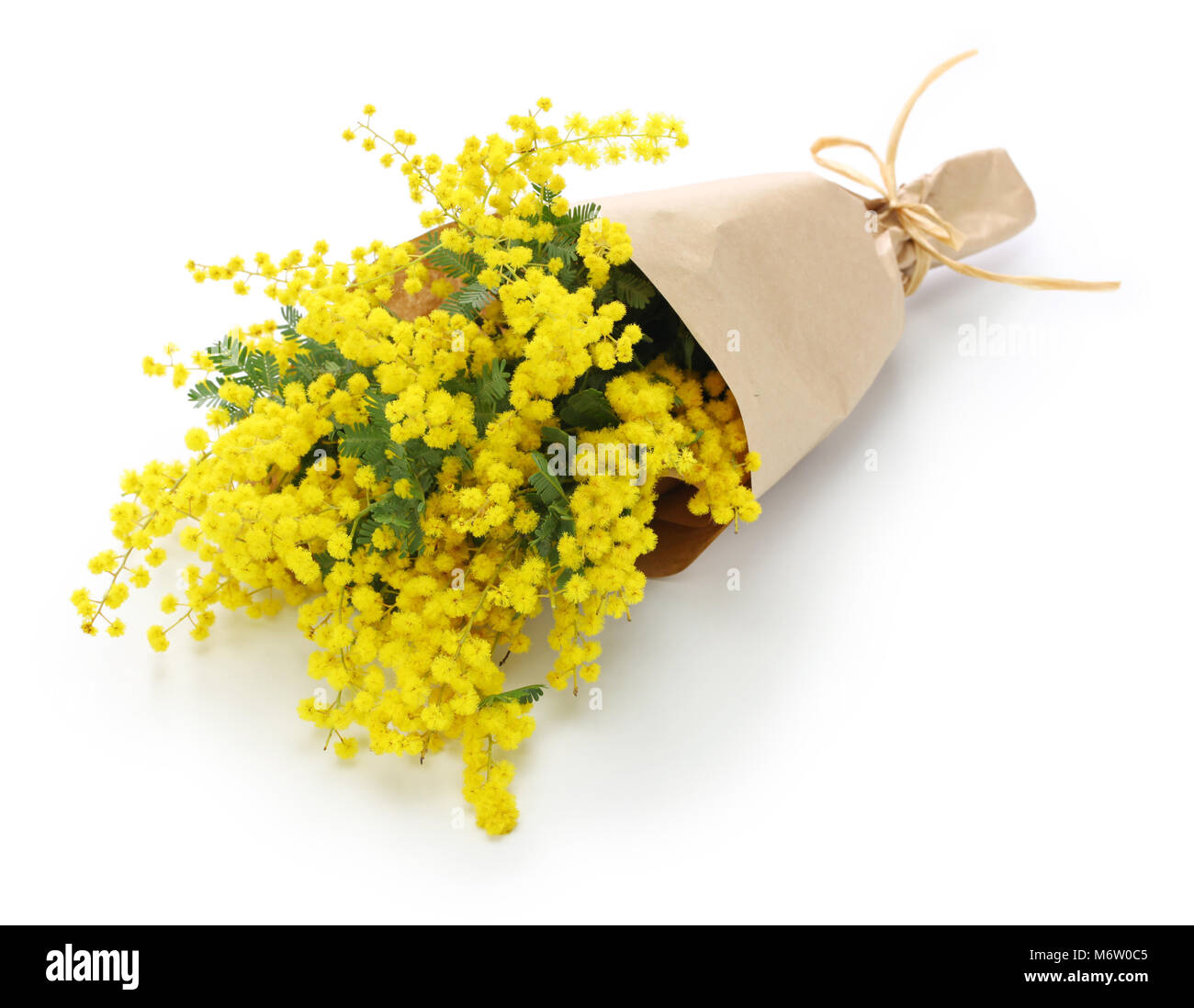 Bouquet mimosa isolati su sfondo bianco Foto Stock