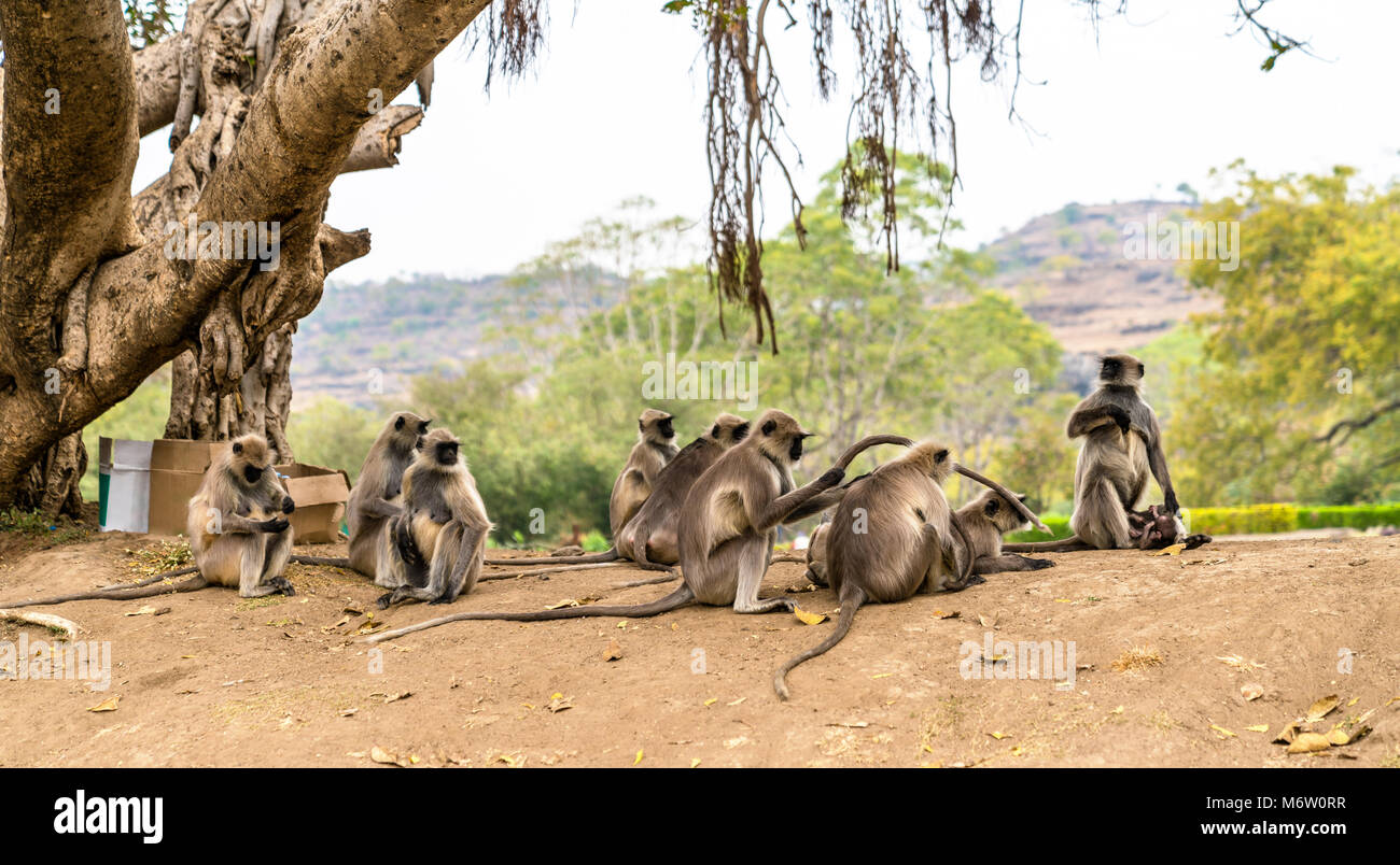 Grigio scimmie langur a Grotte di Ellora in India Foto Stock