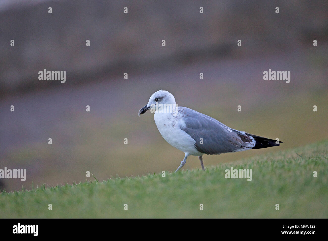 Giallo-zampe (gabbiano Larus michahellis) Foto Stock