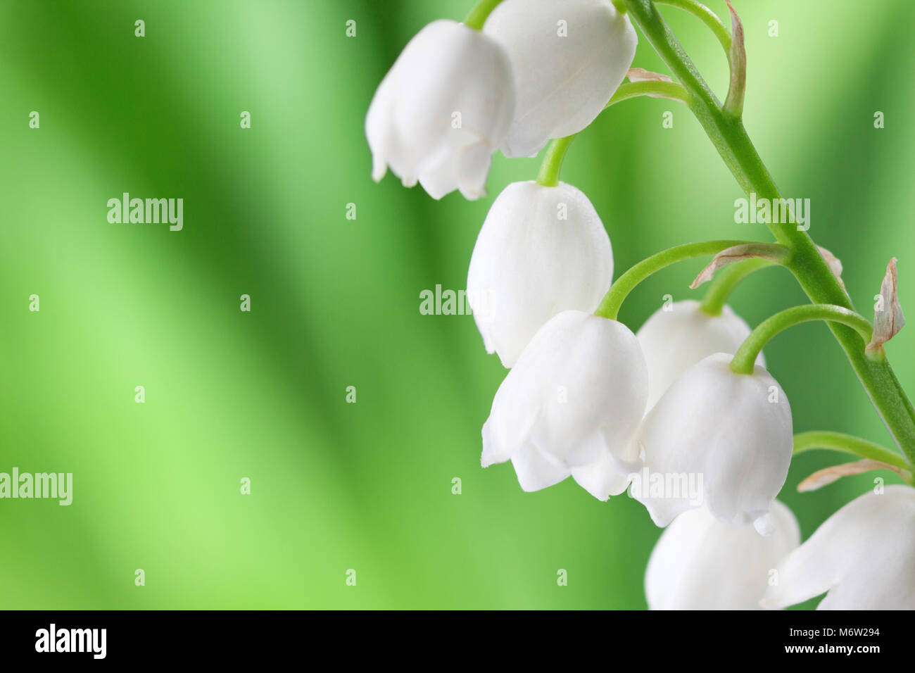Il giglio della valle su sfondo verde chiaro. Foto Stock