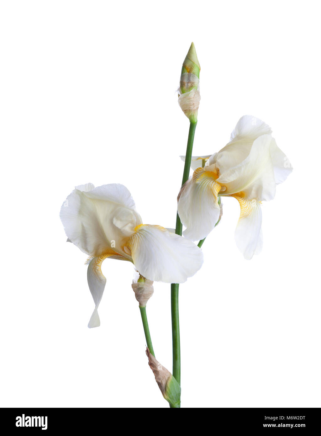 Fiori pallido isolato su uno sfondo bianco. Iris croatica Foto Stock