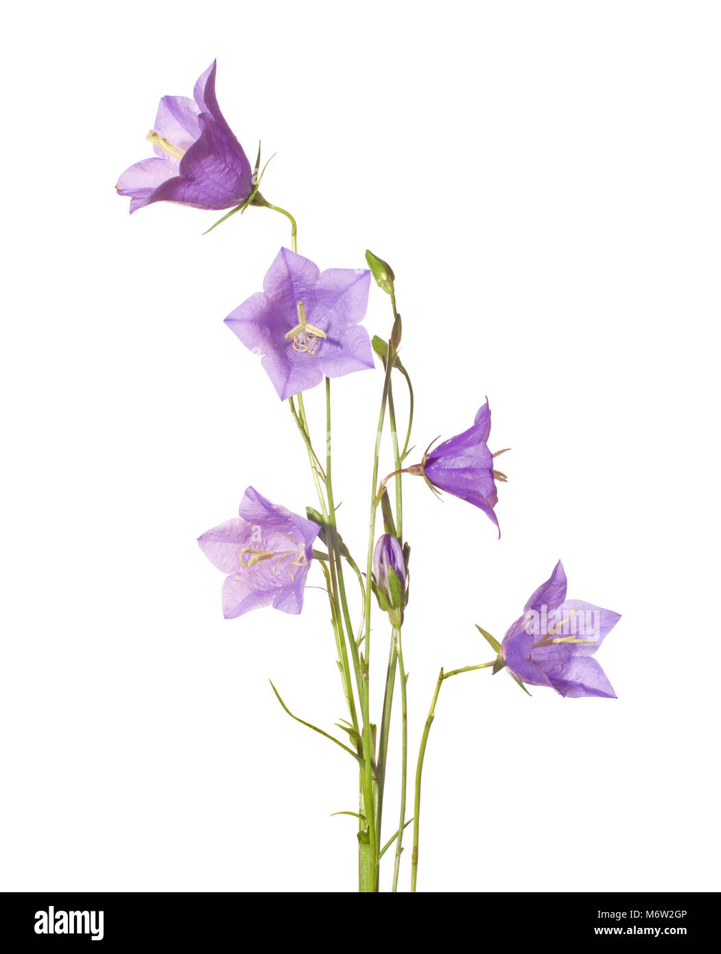 Bluebells isolato su bianco. Campanula rotundifolia Foto Stock