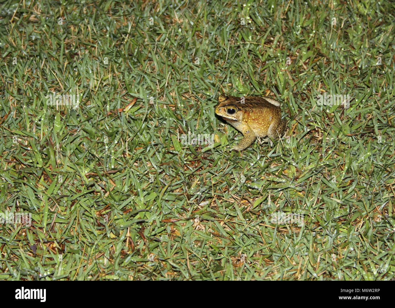 Toad di notte sull'erba Foto Stock