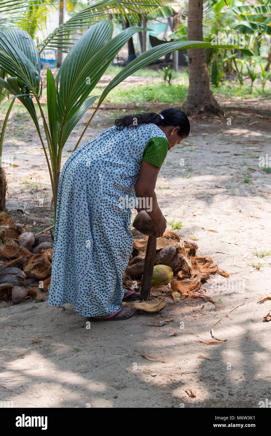 Donna indiana rimozione bucce di cocco in Kumbalangi Village, Cochin, Kochi, India Foto Stock