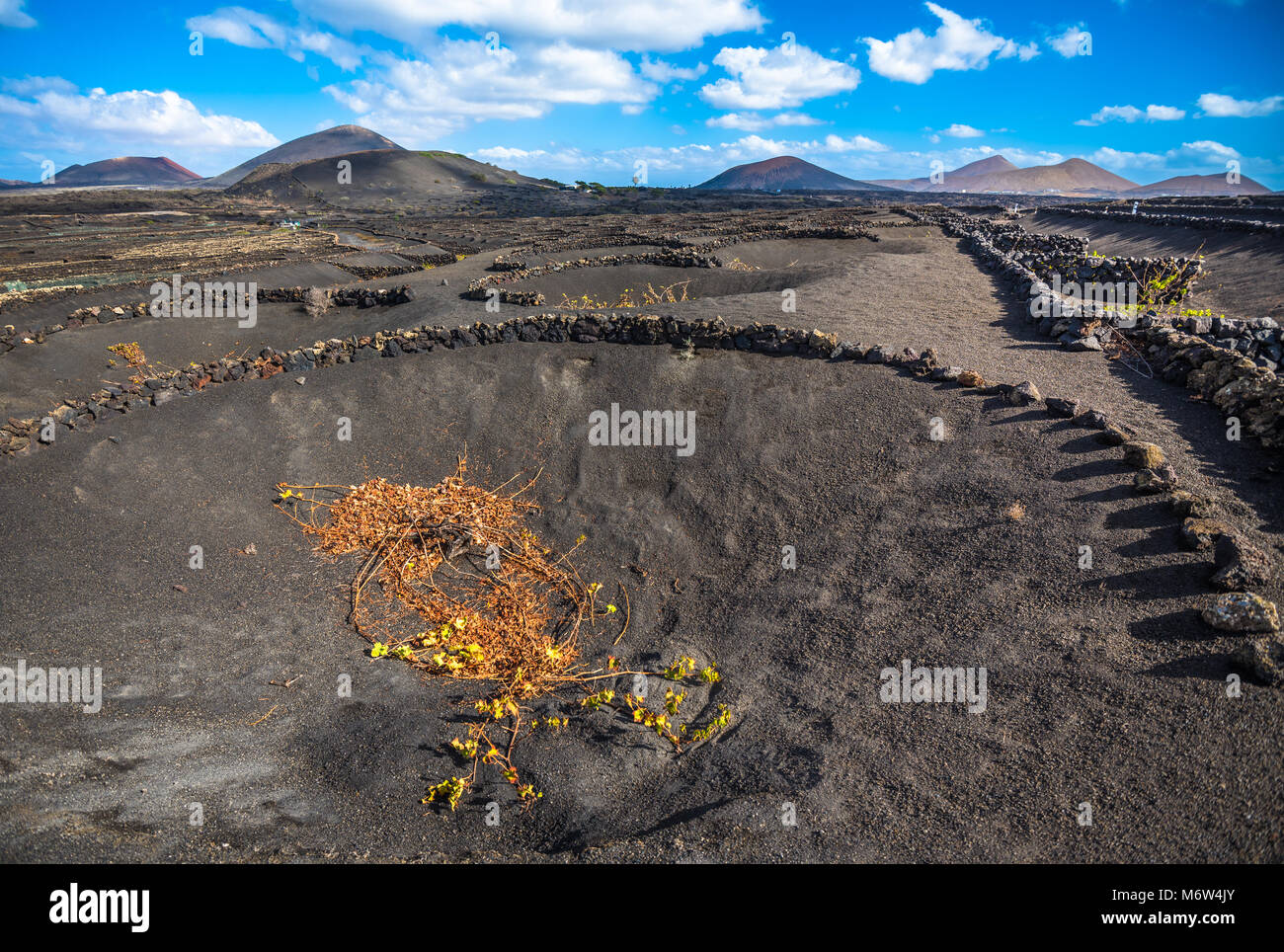 I vigneti di La Geria, Lanzarote, Isole Canarie, Spagna Foto Stock